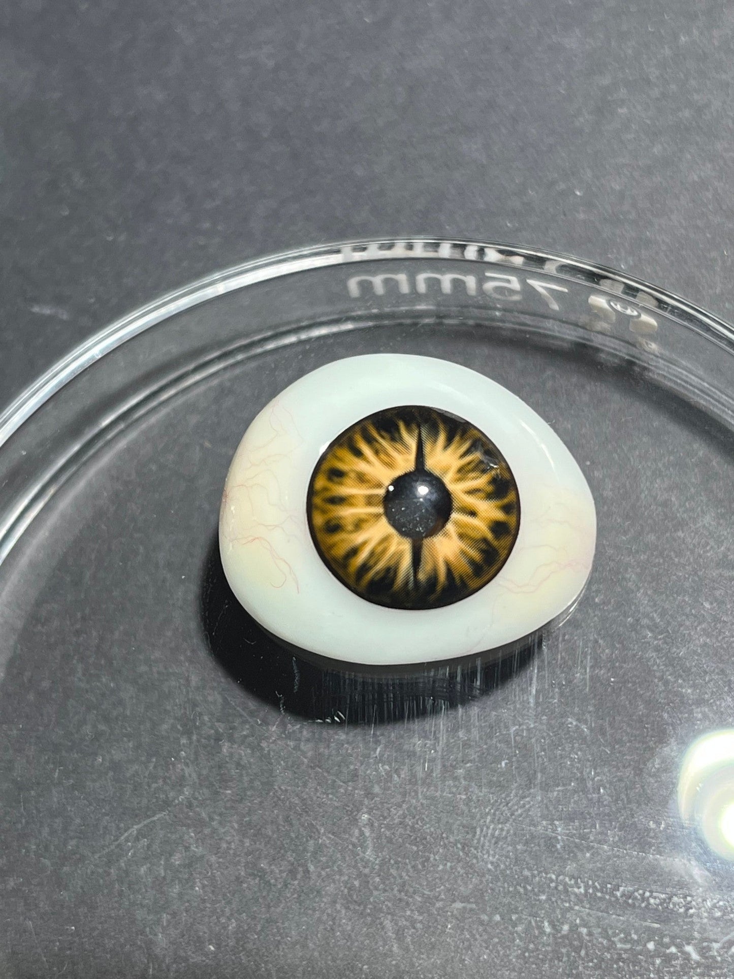 1-YEAR | CM | Golden Snake Eye